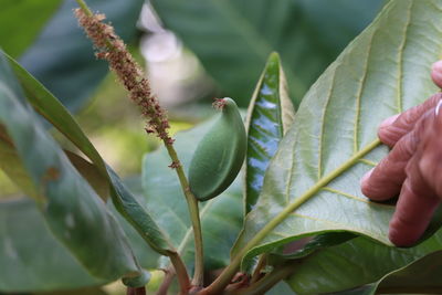 Close-up of hand holding plant