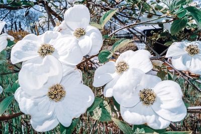 Close-up of white flowering plants