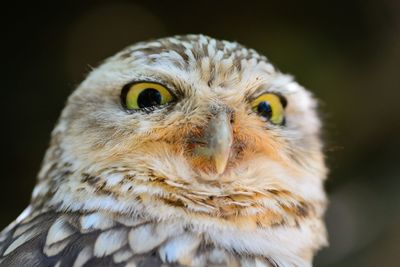 Close-up of owl staring