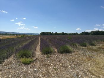 Plants growing on field against blue sky