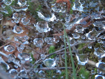 Full frame shot of raindrops on plants