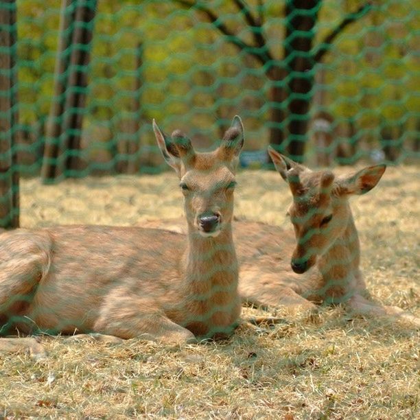 animal themes, mammal, one animal, domestic animals, focus on foreground, field, portrait, deer, looking at camera, standing, herbivorous, livestock, wildlife, animal head, tree, forest, animals in the wild, nature, horned, two animals