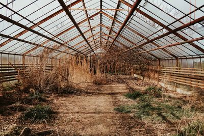 Abandoned dark magical greenhouse