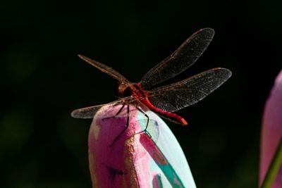 Close-up red dragonfly. 