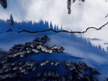 Scenic view of snow covered trees from above