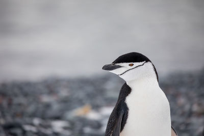 Penguin in lake by rock formation