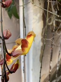 Close-up of yellow flowering plant