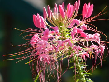 Close-up of pink flowering plant