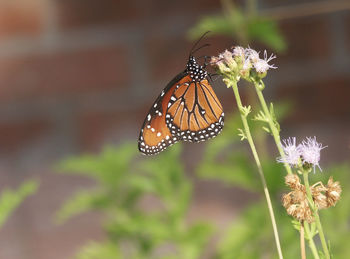 Close-up of butterfly pollinating on flower