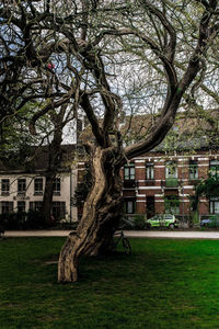 Tree in front of building