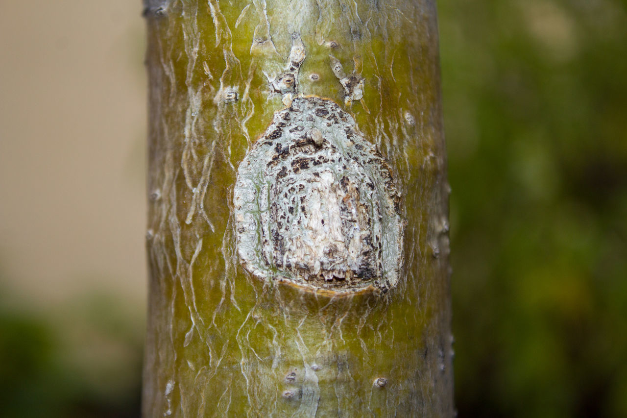 CLOSE-UP OF TREE TRUNK ON WOODEN POST