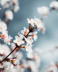 Close-up of white cherry blossom