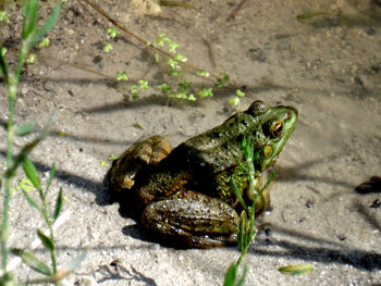 Close-up of lizard