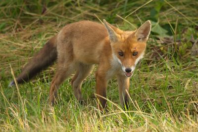 Portrait of fox pup standing on grassy field