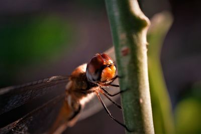 Close-up of insect