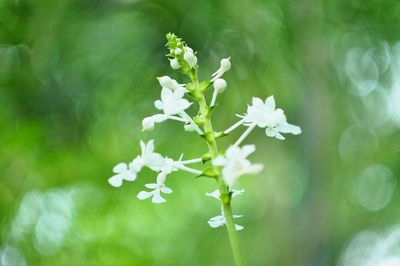 Close-up of fresh white flowers on tree