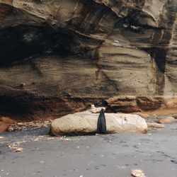 Bird on rock formation