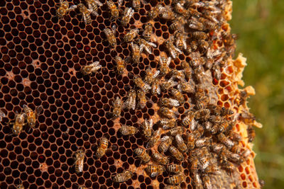 Close-up of bee on field