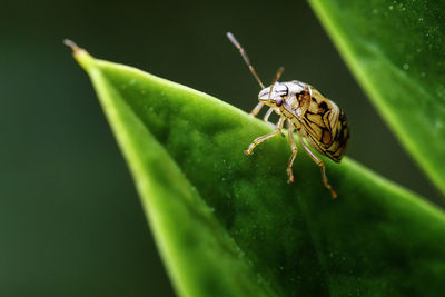 Close-up of insect on leaf