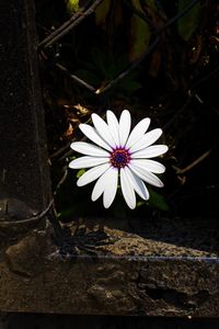 Close-up of flower in water