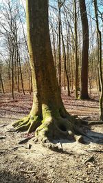 Bare trees on field in forest