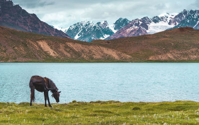 View of a horse on field
