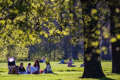 Trees on grassy field in park