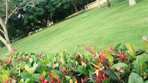 Plants growing on field