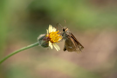 Close-up of butterfly pollinating on flower