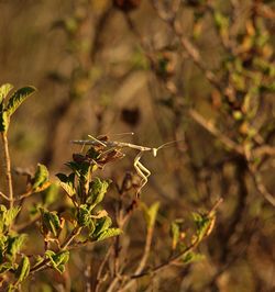 Close-up of insect on plant