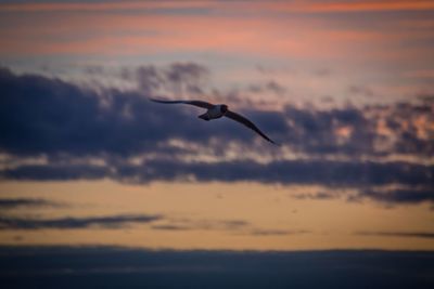 Bird flying over sea at sunset