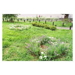 Scenic view of grassy field against sky