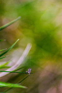 Close-up of damselfly on green leaf