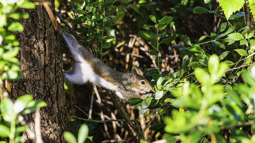 Close-up of squirrel