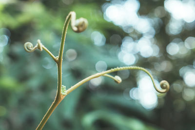 plant