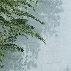 Close-up of pine tree against sky during winter