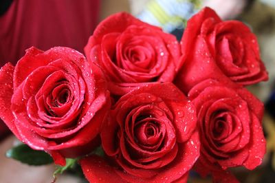 Close-up of water drops on red roses