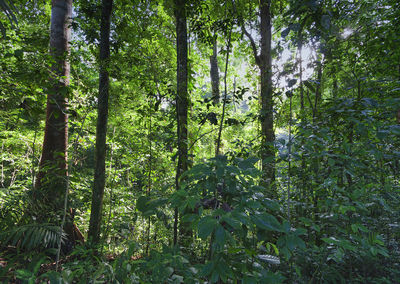 Low angle view of trees against sky