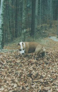 Dog in forest