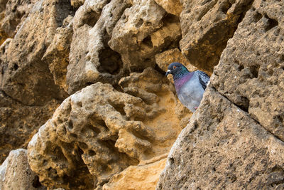 Close-up of a bird on rock