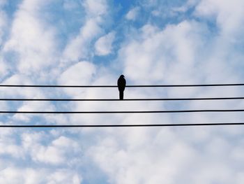 Low angle view of bird perching on cable