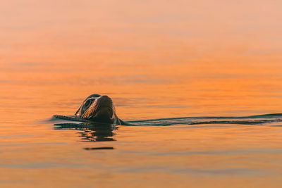 Scenic view of swimming in lake at sunset