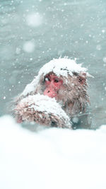 Snow monkey