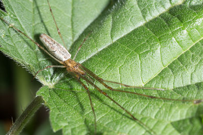 Close-up of insect on leaf