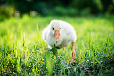 Bird on a field