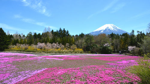 Purple flowers on field by mountain against sky