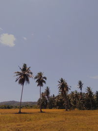 Palm trees on field against sky