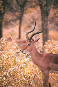 Deer in a forest