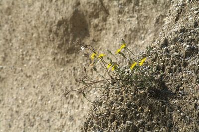 Close-up of flowers