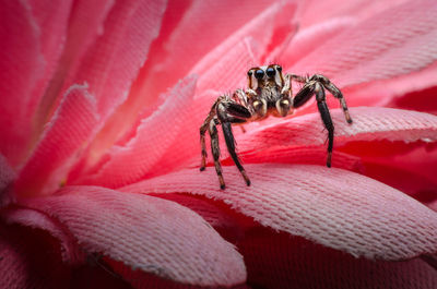 Close-up of spider on pink flower